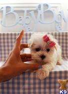 maltese puppy posted by tcuppuppiesforsale4