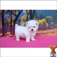 maltese puppy posted by tcuppuppiesforsale4