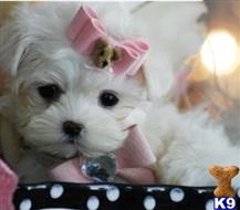 maltese puppy posted by tcuppuppiesforsale4