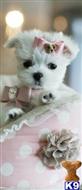 maltese puppy posted by tcuppuppiesforsale4