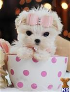 maltese puppy posted by tcuppuppiesforsale4