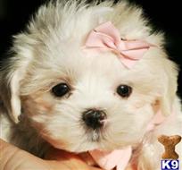 maltese puppy posted by tcuppuppiesforsale4