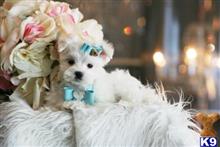maltese puppy posted by tcuppuppiesforsale4