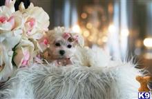 maltese puppy posted by tcuppuppiesforsale4