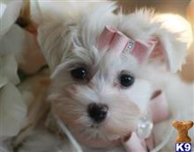 maltese puppy posted by tcuppuppiesforsale4