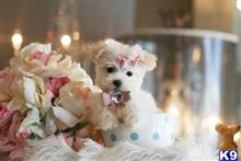maltese puppy posted by tcuppuppiesforsale4