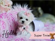 maltese puppy posted by tcuppuppiesforsale4