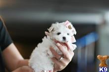 maltese puppy posted by tcuppuppiesforsale4