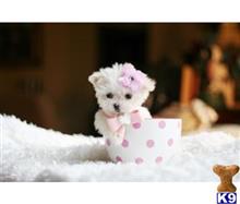 maltese puppy posted by tcuppuppiesforsale4