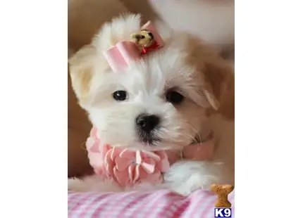 Maltese