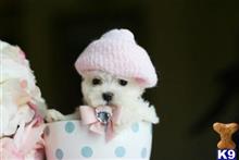 maltese puppy posted by tcuppuppiesforsale4