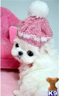 maltese puppy posted by tcuppuppiesforsale4