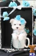 maltese puppy posted by tcuppuppiesforsale4