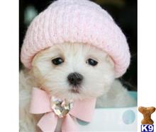 maltese puppy posted by tcuppuppiesforsale4