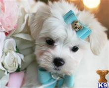 maltese puppy posted by tcuppuppiesforsale4