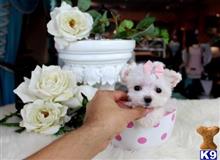 maltese puppy posted by tcuppuppiesforsale4