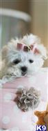 maltese puppy posted by tcuppuppiesforsale4