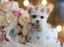 maltese puppy posted by tcuppuppiesforsale4