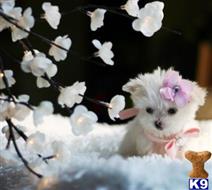 maltese puppy posted by tcuppuppiesforsale4