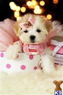 maltese puppy posted by tcuppuppiesforsale4