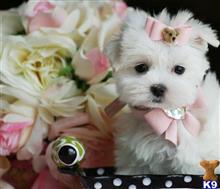 maltese puppy posted by tcuppuppiesforsale4