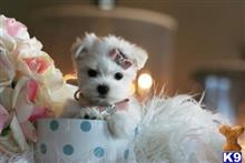 maltese puppy posted by tcuppuppiesforsale4