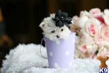 maltese puppy posted by tcuppuppiesforsale4