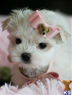 maltese puppy posted by tcuppuppiesforsale4