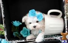maltese puppy posted by tcuppuppiesforsale4