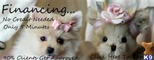 pomeranian puppy posted by tcuppuppiesforsale4