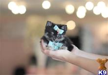 pomeranian puppy posted by tcuppuppiesforsale4