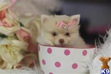 pomeranian puppy posted by tcuppuppiesforsale4