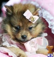 pomeranian puppy posted by tcuppuppiesforsale4