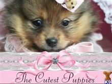 pomeranian puppy posted by tcuppuppiesforsale4