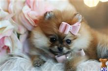 pomeranian puppy posted by tcuppuppiesforsale4