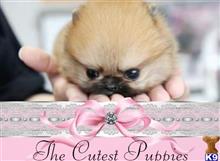 pomeranian puppy posted by tcuppuppiesforsale4