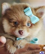pomeranian puppy posted by tcuppuppiesforsale4