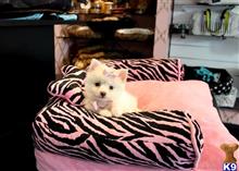 pomeranian puppy posted by tcuppuppiesforsale4
