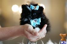 pomeranian puppy posted by tcuppuppiesforsale4