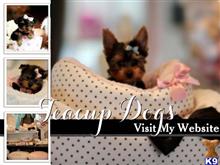 pomeranian puppy posted by tcuppuppiesforsale4