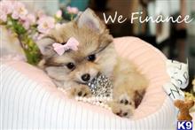 pomeranian puppy posted by tcuppuppiesforsale4