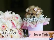 pomeranian puppy posted by tcuppuppiesforsale4