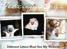 pomeranian puppy posted by tcuppuppiesforsale4