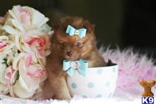 pomeranian puppy posted by tcuppuppiesforsale4