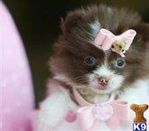 pomeranian puppy posted by tcuppuppiesforsale4