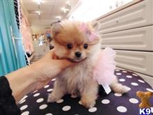 pomeranian puppy posted by tcuppuppiesforsale4