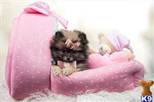 pomeranian puppy posted by tcuppuppiesforsale4