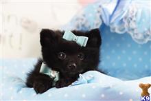 pomeranian puppy posted by tcuppuppiesforsale4