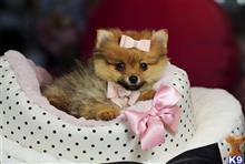 pomeranian puppy posted by tcuppuppiesforsale4