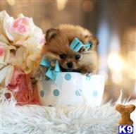 pomeranian puppy posted by tcuppuppiesforsale4